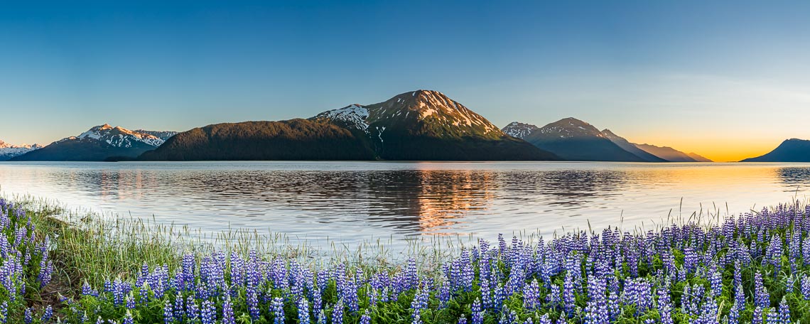 Alaska Landscape of Lupines Mountains | Michael DeYoung