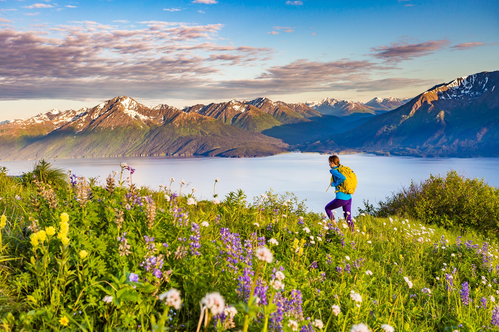 Alaska Bird Ridge Hiker in Flowers | Michael DeYoung