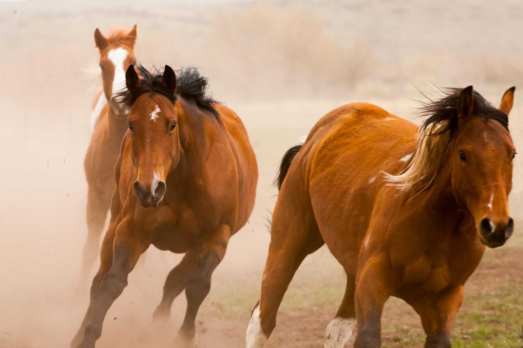 Running Horses in Dust on Colorado Ranch | Michael DeYoung
