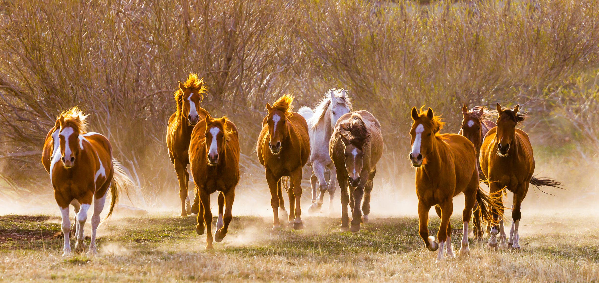 Horses Running Colorado Ranch | Michael DeYoung Photography