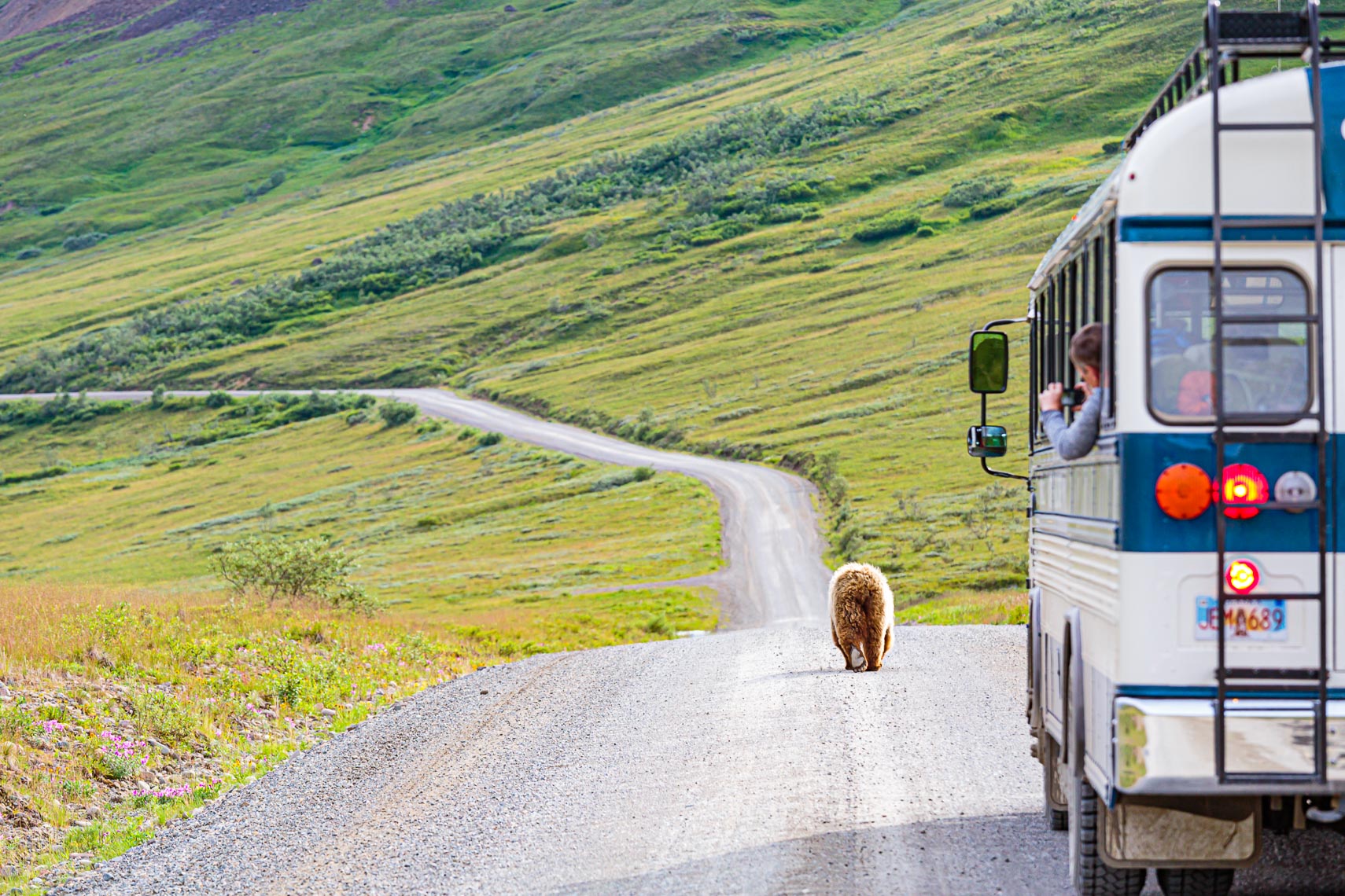 Denali National Park Road Alaska Travel | Michael DeYoung
